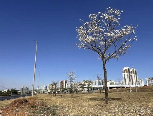 11 09 2025 flagranteipêsEPTGTaguatinga
