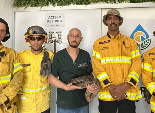 29 10 2025 flagrantejiboiaTaguatinga